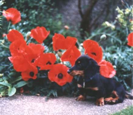 puppy n poppies