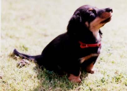 puppy