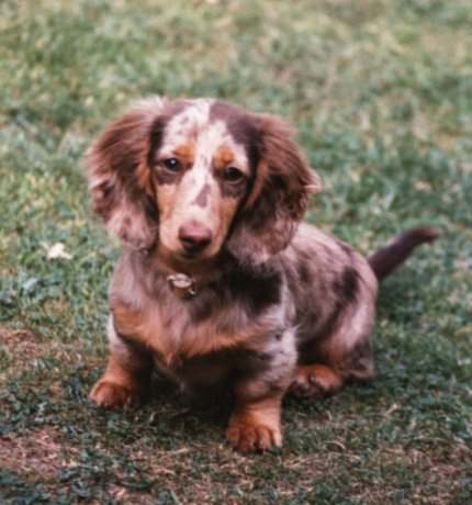 choc dapple puppy