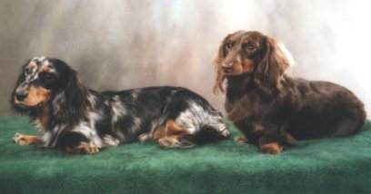 2 regal dogs