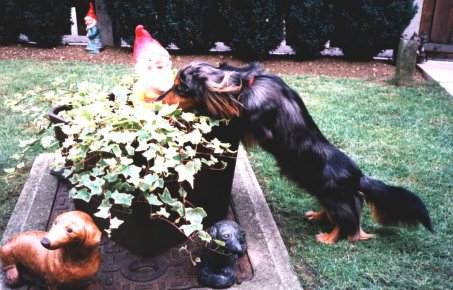 dog looking