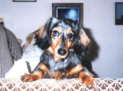 silver dapple puppy